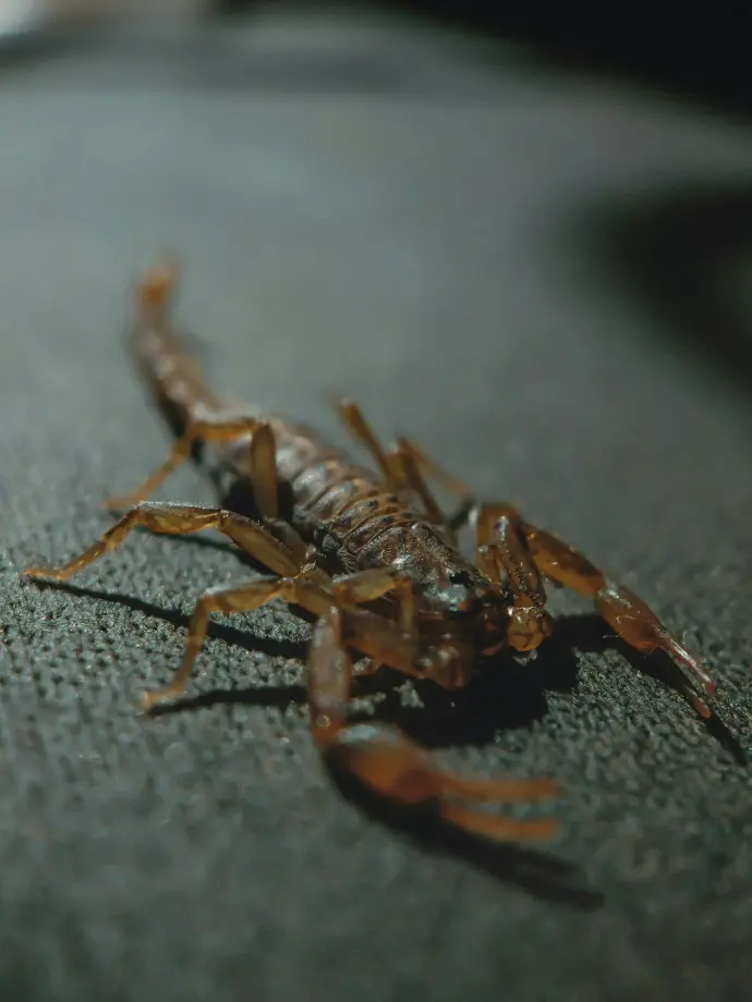 a close up of a scorpion on a table